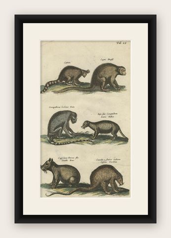 Antique Print of various Mammals Porcupine, Capybara, Otter, Monkey etc., 1657, shown framed