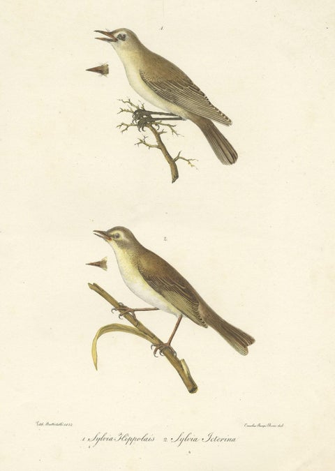 Stunning Handcolored Old Bird Print of the Willow Wren & Icterine Warbler, 1832, close-up 2