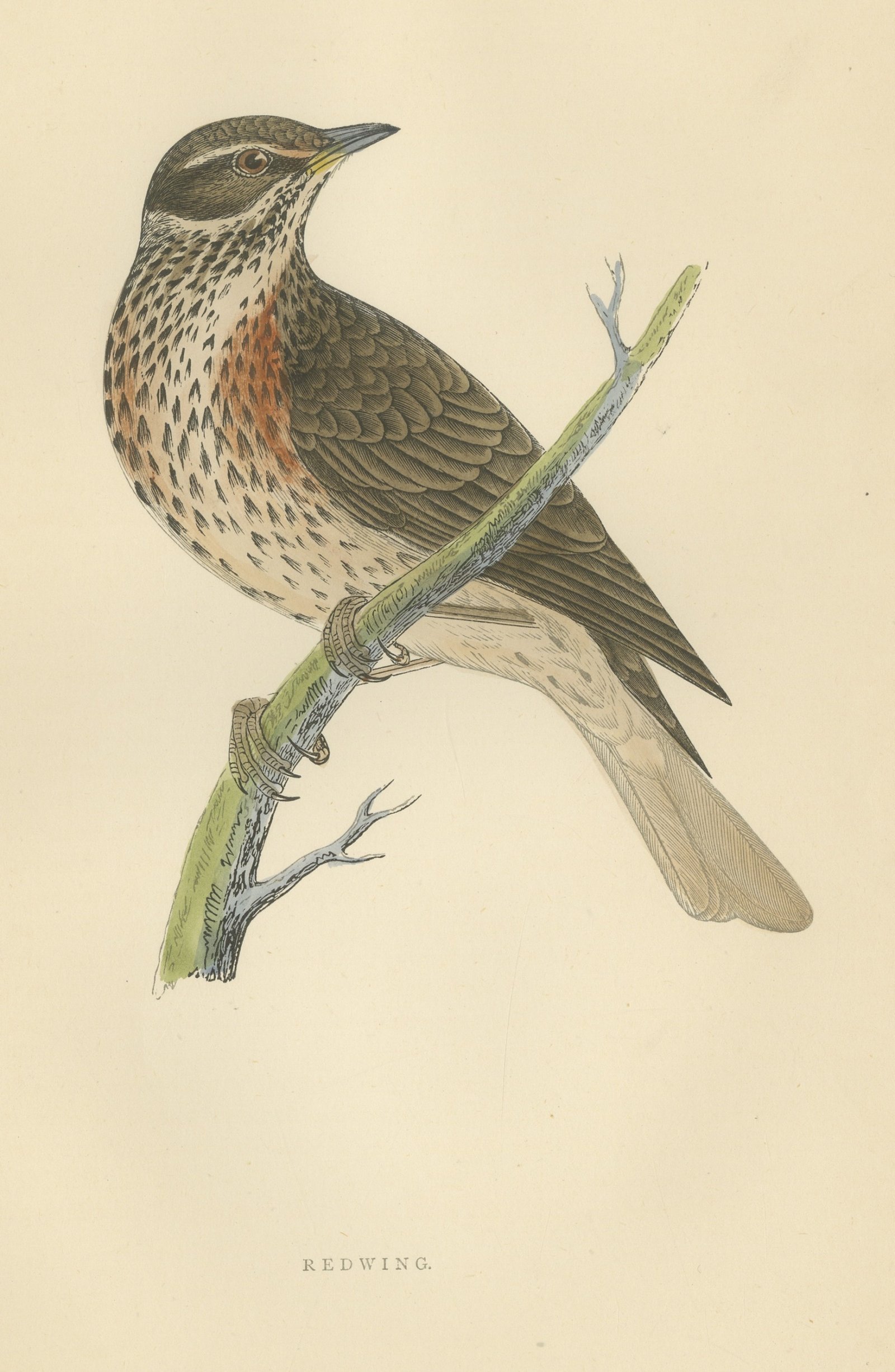Redwing on a Green Branch, Hand Colored Bird Print, Morris, 1896