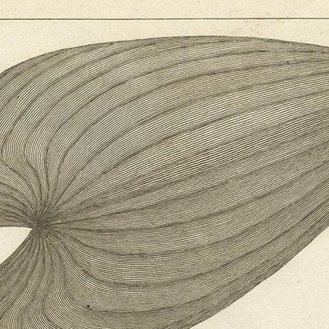 Antique Print of the Royal Pickerel Plant by Symes, 1800, close-up 1
