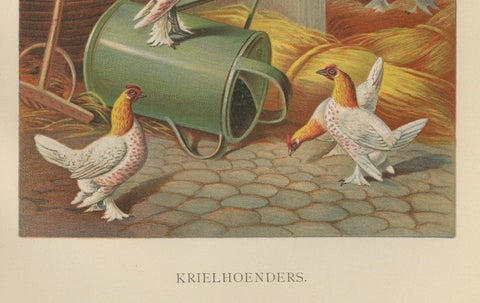 The Charming Krielhoenders - A 19th Century Poultry Lithograph, close-up 2