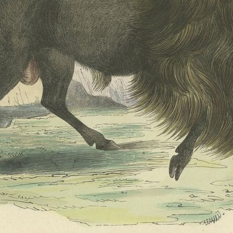 Der Bison (American Bison) - Hand-Colored Zoological Print, Circa 1840, close-up 6