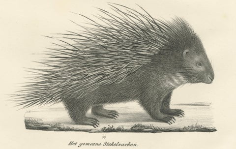 Antique Porcupine, Agouti & Tapir Lithographs, Brodtmann after Schinz c.1830, close-up 1