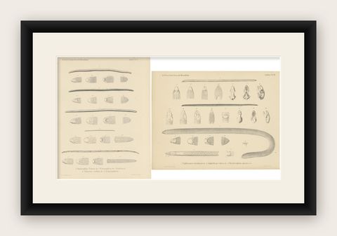 Set of 2 Antique Prints Illustrating the Anatomy of Various Amphibians, shown framed