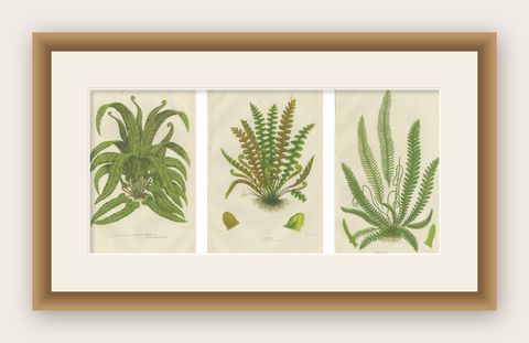 European Quillwort, Creeping Pillwort and Shoreweed, Botanical Triptych, 1873, shown framed