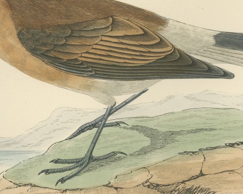 Isabelline Wheatear on a Coastal Rock, Antique Bird Print, Morris, 1896, close-up 2