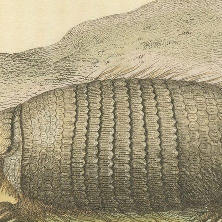 An Original 1825 Illustration of the Large Hairy Armadillo by G.B. Whittaker, close-up 3