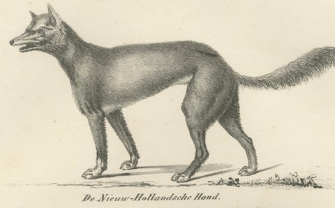 19th-Century Lithograph of Wild and Domestic Dogs, Including the Dingo and Spitz, close-up 4