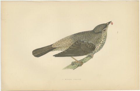 Missel Thrush or Mistle Thrush with a Berry, Morris Bird Print, 1896, view 2