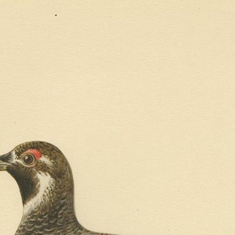 Antique Bird Print of the Black Grouse, 1929, close-up 1