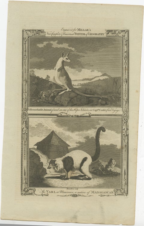 Antique Engravings of an Australian Kangaroo and a Vari of Madagascar, c.1780, view 2
