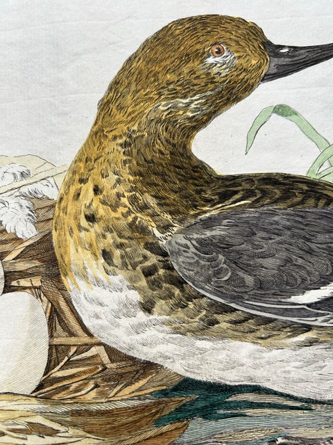 Eurasian Teal (Anas crecca), Female with Nest and Eggs, Nozeman & Sepp, 1789, view 2