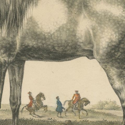 Antique Print of an Arabic Horse Named Gentile, close-up 2