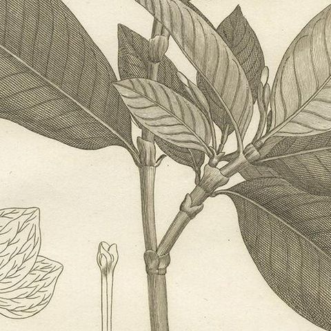Antique Print of the Crown Gardenia Plant by Symes, '1800', close-up 2