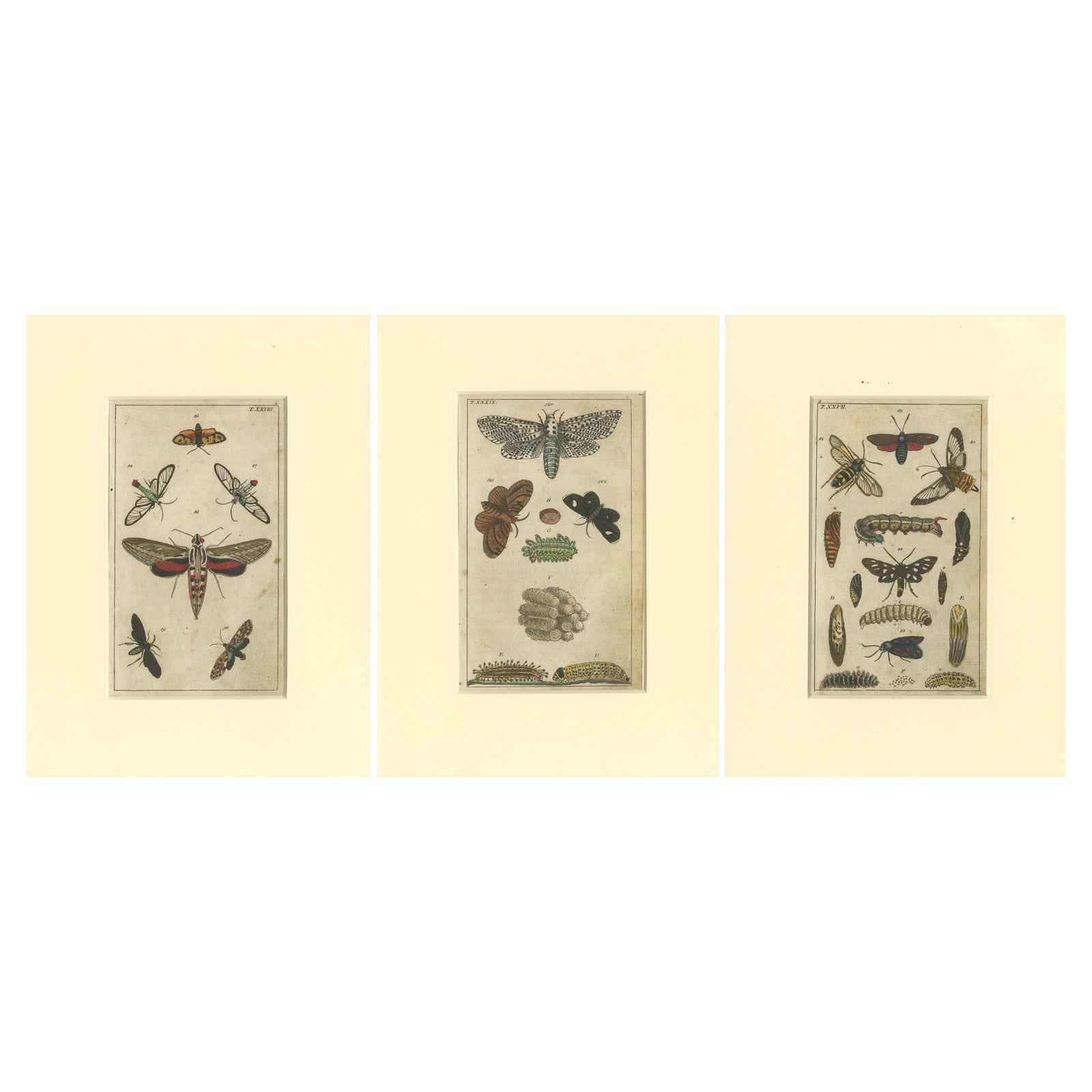 Set of 3 Antique Butterfly Prints Also Showing Caterpillars and Pupae, 1810
