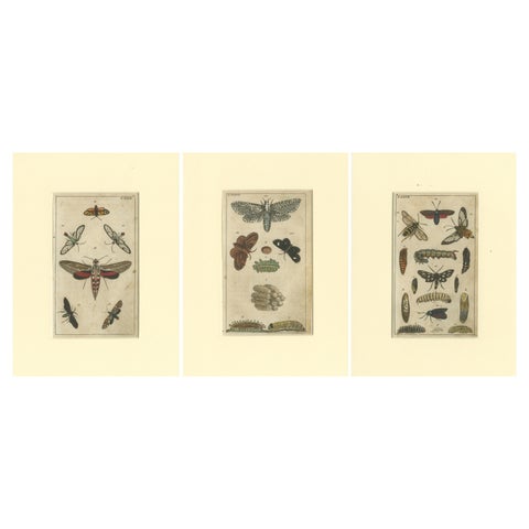 Set of 3 Antique Butterfly Prints Also Showing Caterpillars and Pupae, 1810