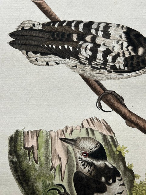 Lesser Spotted Woodpecker, Picus Varius Minor, c.1809, view 5