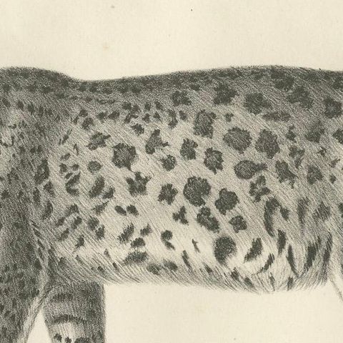 19th-Century Lithograph of the Leopard in a Graceful Standing Pose, close-up 5