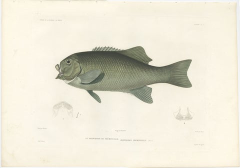 Antique Print of Fréminville’s Reef Fish, Hand-Colored French Lithograph, 1846, view 2