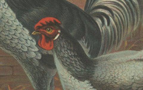 The Elegant Andalusian Chicken - A Rare 19th Century Poultry Lithograph, close-up 4