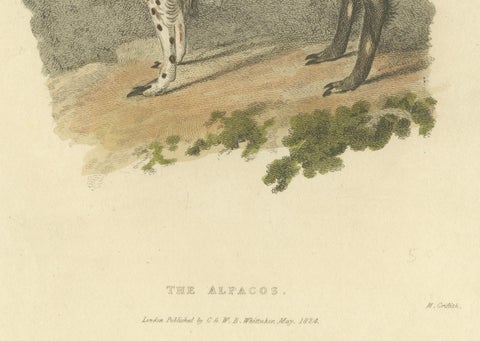 Antique Print with Hand Coloring of an Alpaca, close-up 2