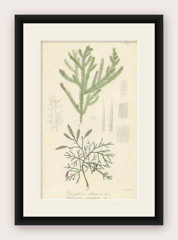 Antique Botany Print of Dacrydium Elatum and a Podocarpus Species, shown framed