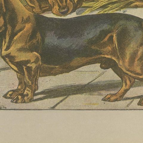 Antique Dog Print of the Basset Ardennais, close-up 2
