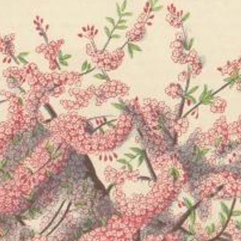 Antique Botany Print of a Japanese Crab Apple by Hoffmann, 1865, close-up 1