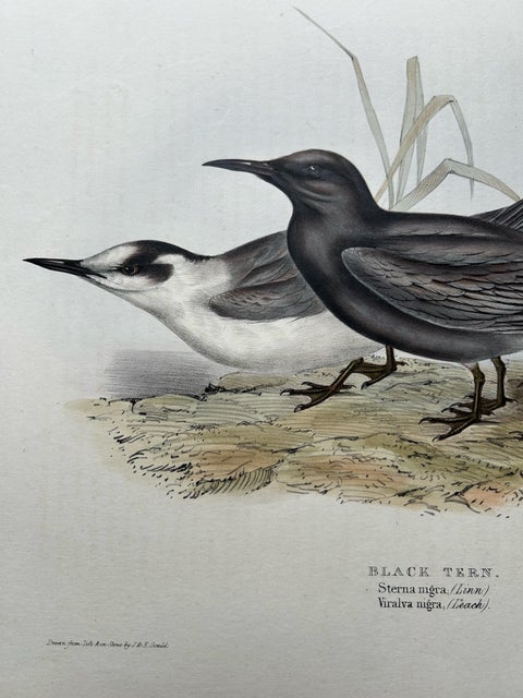 Black Tern, Antique Bird Lithograph by John Gould, c.1832, view 8