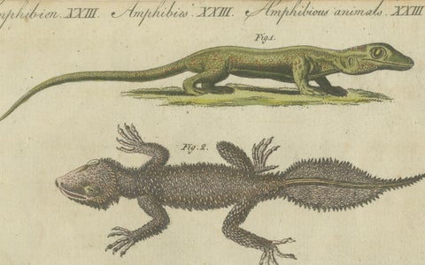 Fascinating 1805 Hand-Colored Engraving of Amphibians and Reptiles, close-up 3