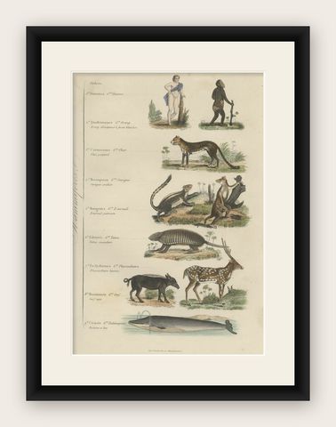 Interesting and Decorative Antique Print of Various Mammals and Humans, 1854, shown framed