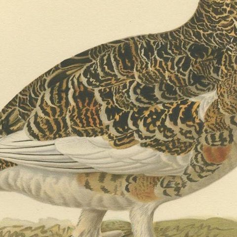 Antique Bird Print of the Willow Ptarmigan 'Male' by Von Wright, 1929, close-up 2