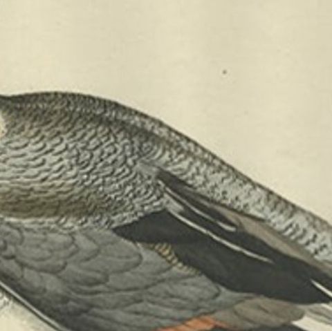 Northern Pintail Drake - Antique Bird Engraving by Nozeman and Sepp, 1789, close-up 2
