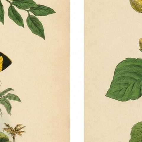 Pair of French Butterfly & Moth Engravings by Guérin & Duméril, 1835, close-up 6
