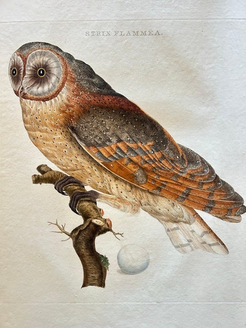 Strix Flammea, Antique Barn Owl Print by Nozeman & Sepp, 1829, view 3