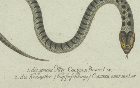 Venom & Vibrance: A Study of European Vipers & North American Copperheads, 1780, close-up 1