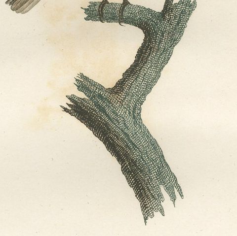 1807 Gray Flycatcher Print - 'Le Moucherolle gris' Handcolored Bird Illustration, close-up 4