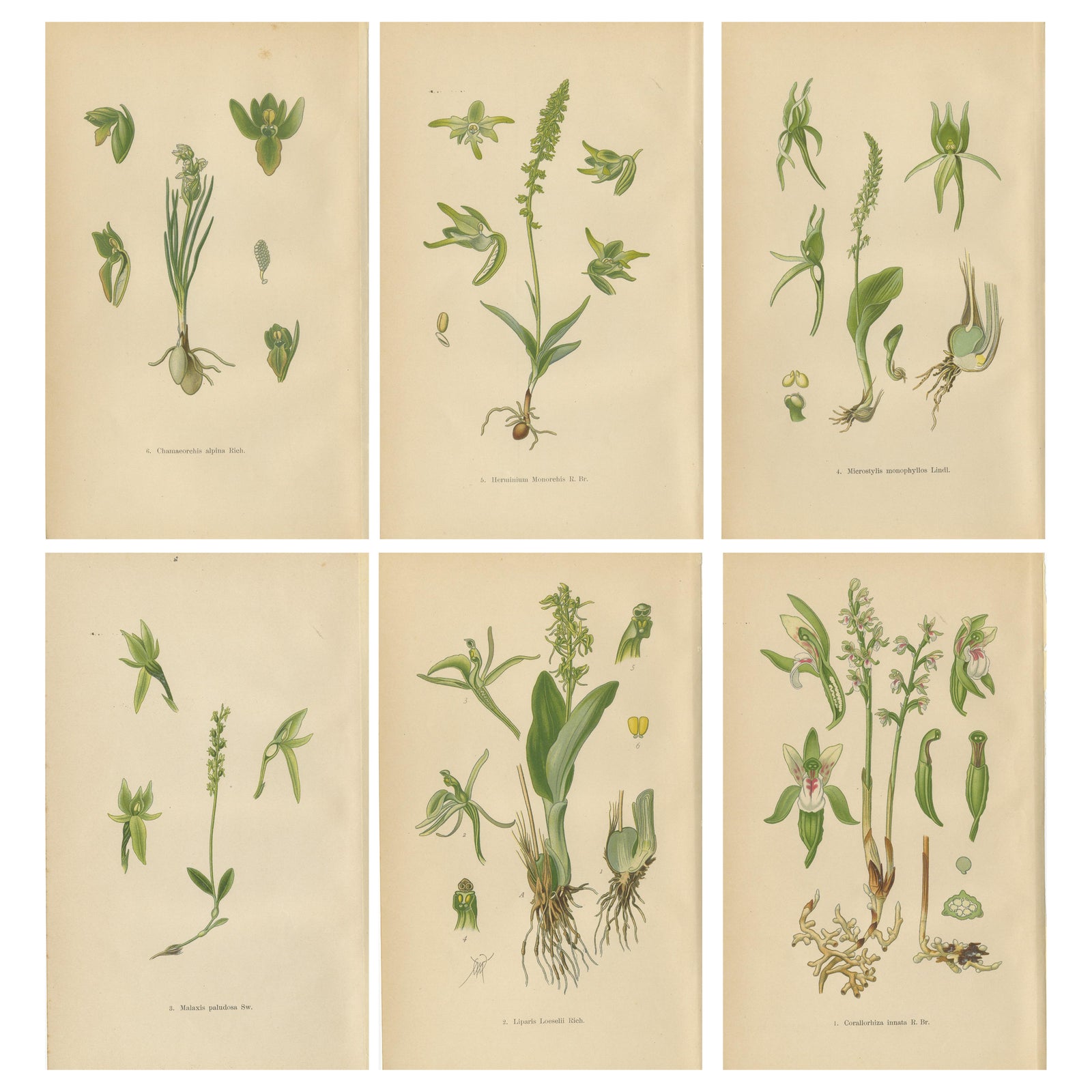 Alpine to Woodland: The Orchid Spectrum of 1904 in Antique Prints