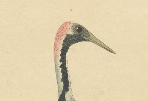 Original Antique Hand-colored Copperplate Engraving of a Crane, 1794, close-up 4