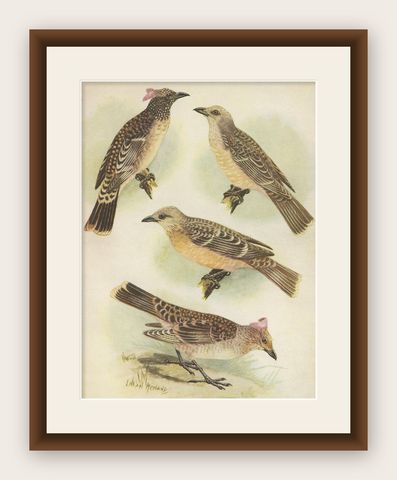 Antique Print of the Spotted Bower Bird and Fawn-Breasted Bower Bird, 1950, shown framed