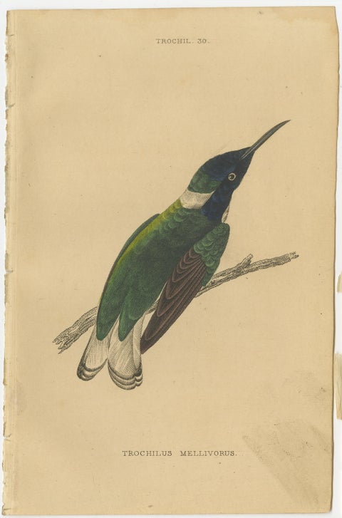 Set of 7 Antique Bird Prints, Harlequin Hummingbird, by Jardine '1837', view 7