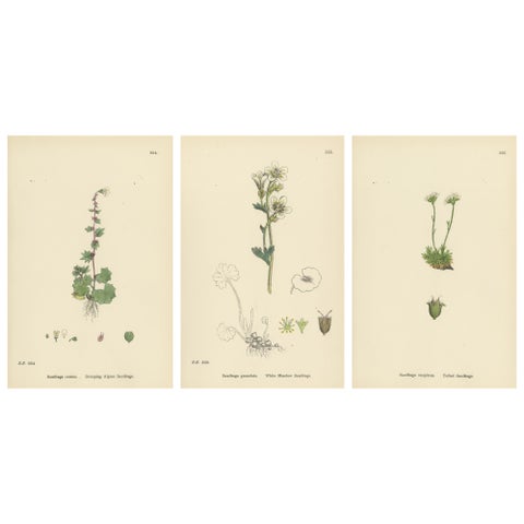 Hand-Colored Botanical Engravings of Alpine and Meadow Saxifrages, 1902