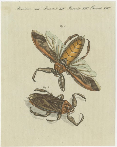 Set of 4 Antique Prints of Various Insects Including the Human Flea and Others, view 2
