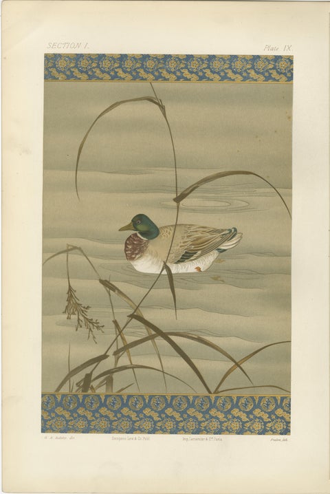 Antique Japanese Waterfowl Print: Tranquil Duck in Reeds, 19th Century, view 2