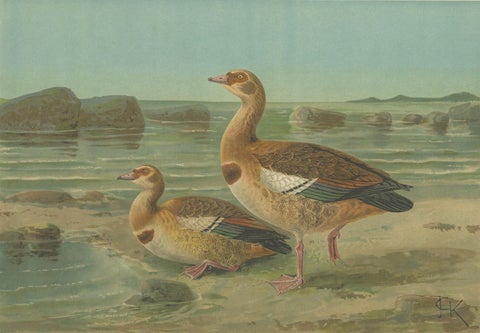 Wild Geese on a Rocky Shore, Elegant Antique Bird Chromolithograph c.1880, close-up 6