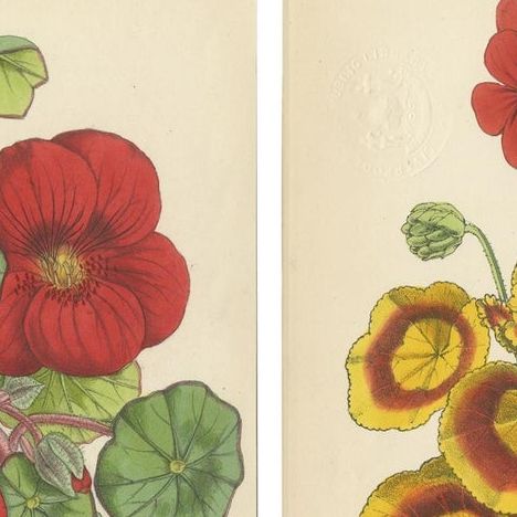 Set of 4 Antique Botany Prints, Red, by Brooks 'c.1870', close-up 1