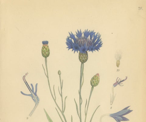 Cornflower Botanical Study, Centaurea Cyanus, Carl Lindman, c.1905, close-up 5