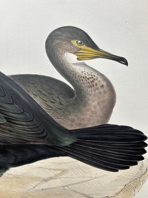 Shag or Green Cormorant, Antique Bird Print by John Gould, c.1832, view 6