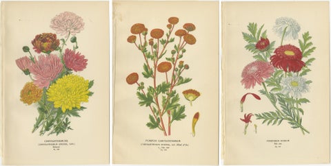 Botanical Prints: Chrysanthemums, Pompon Chrysanthemum & Pyrethrum Roseum, 1897, view 2