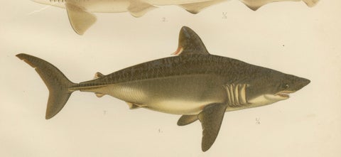 Magnificent Lithograph of Scandinavian Sharks from Pisces Scandinaviae, 1895, close-up 5